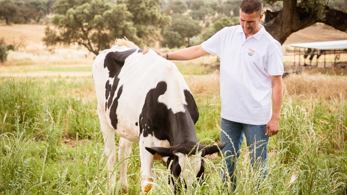 Un análisis del ADN de todas las vacas ha permitido seleccionar un rebaño que genera leche con proteína A2 y libre de proteína A1.