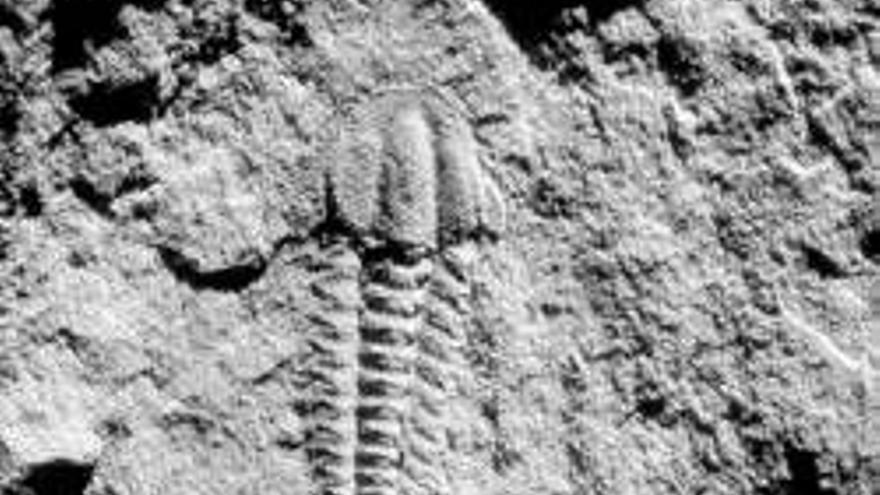 Trilobites en Alconera