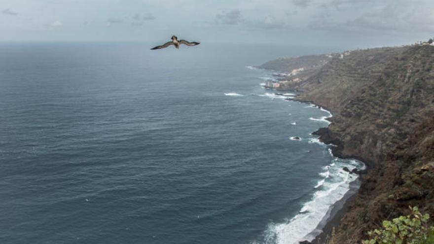 Una pardela cenicienta en la costa del norte de la Isla.