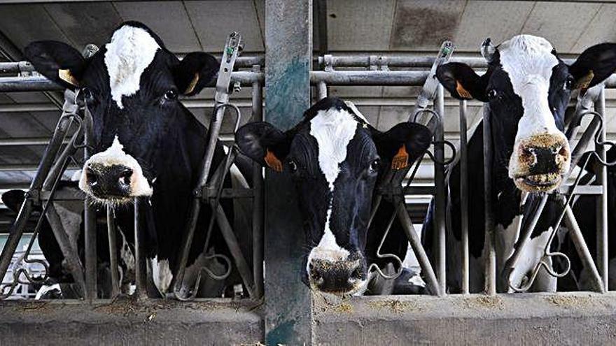 Vacas en una explotación en Galicia.