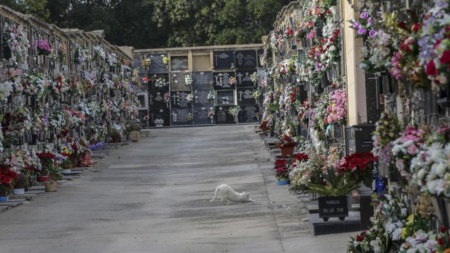 Un cementerio de Elche, vacío, tras el cierre por la crisis del Coronavirus