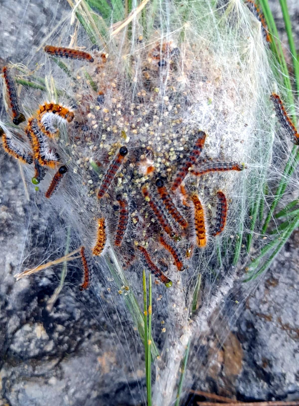 Imatge d'una bossa d'erugues de processionària en un pi.