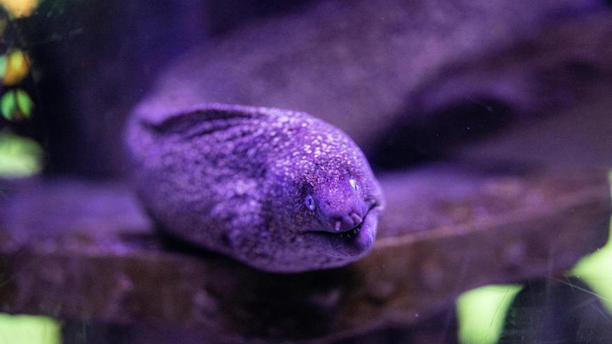 España deberá decidir si declara la anguila especie en peligro de extinción tras una nueva propuesta del comité asesor
