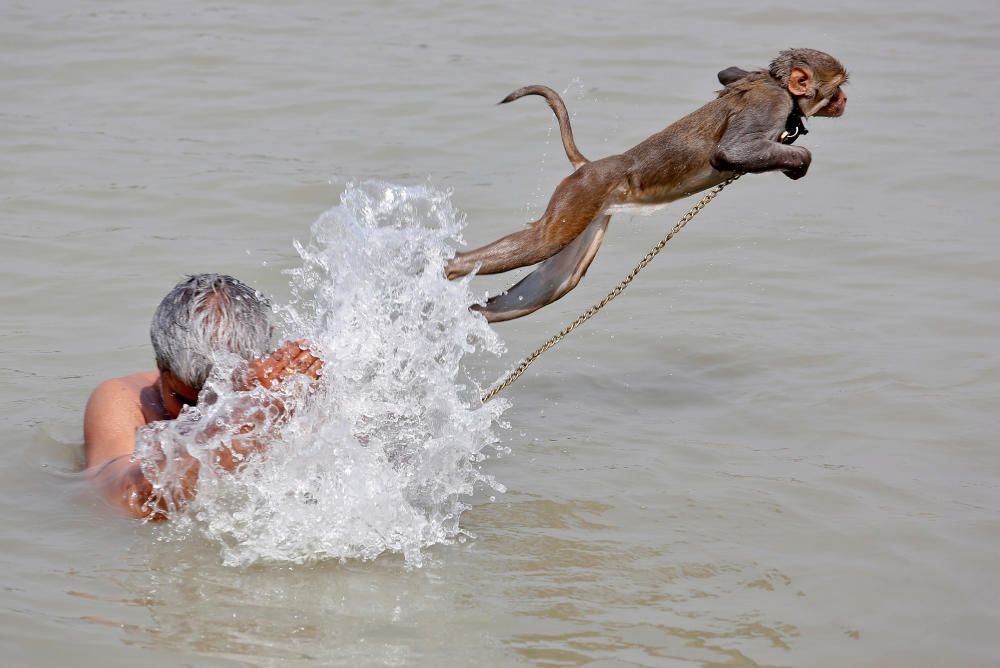 El monito mascota Ramu trata de evitar un chapuzón en el río Ganges en Calcuta, India.