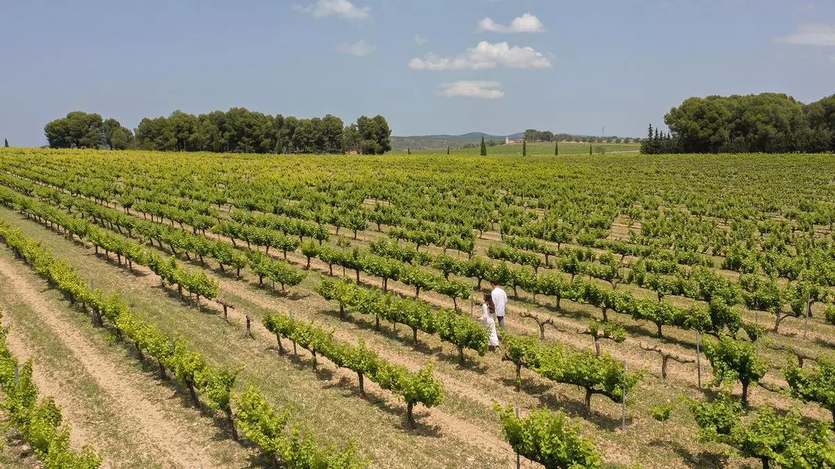 Federación de Enoturismo de la CV: ‘Llénate de emociones’