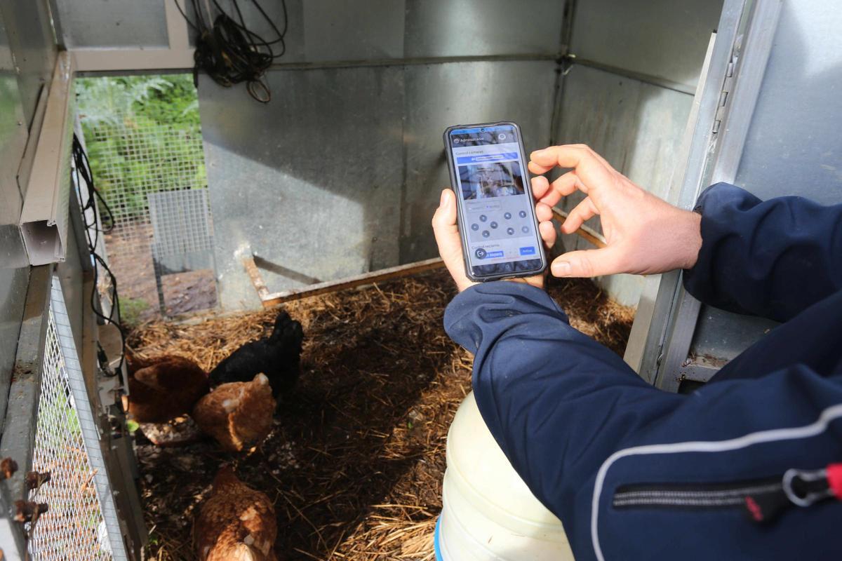 Roig, con el móvil y la app que permite el control remoto del gallinero.