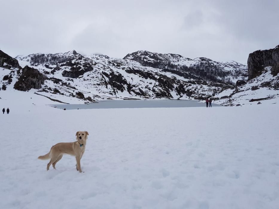 Tras el temporal, decenas de familias acuden a los Lagos de Covadonga a disfrutar de la nieve.