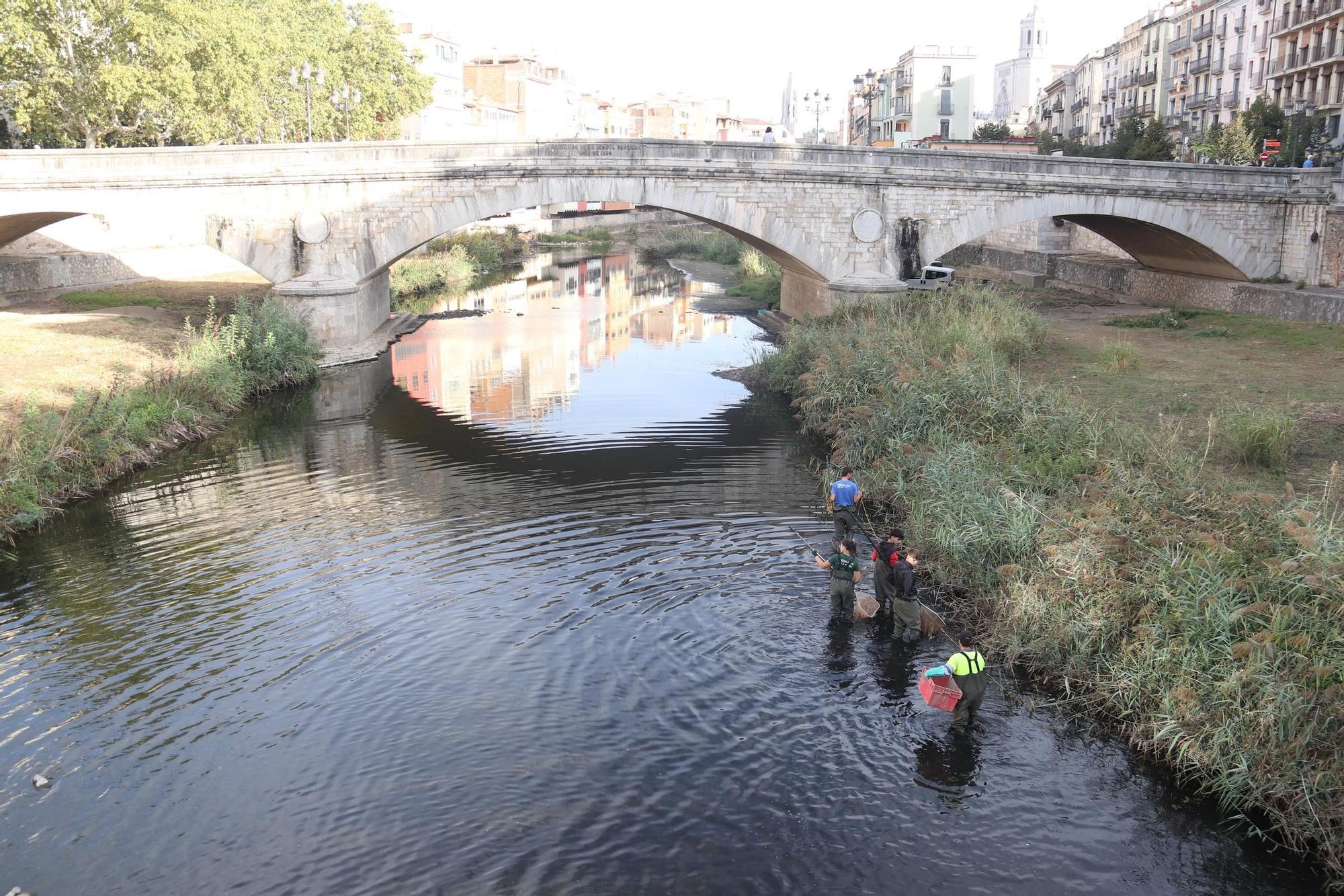 Girona torna a capturar peixos de l'Onyar amb pesca elèctrica