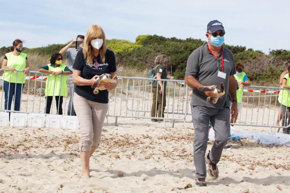 Liberadas en Ibiza 26 tortugas de la primera puesta registrada en Baleares