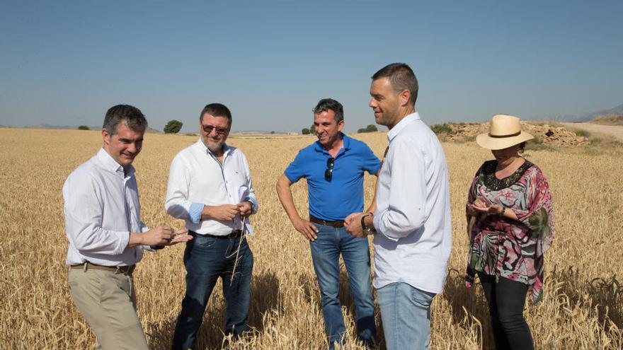 Los cultivos de secano de la Región de Murcia favorecen la protección de aves esteparias