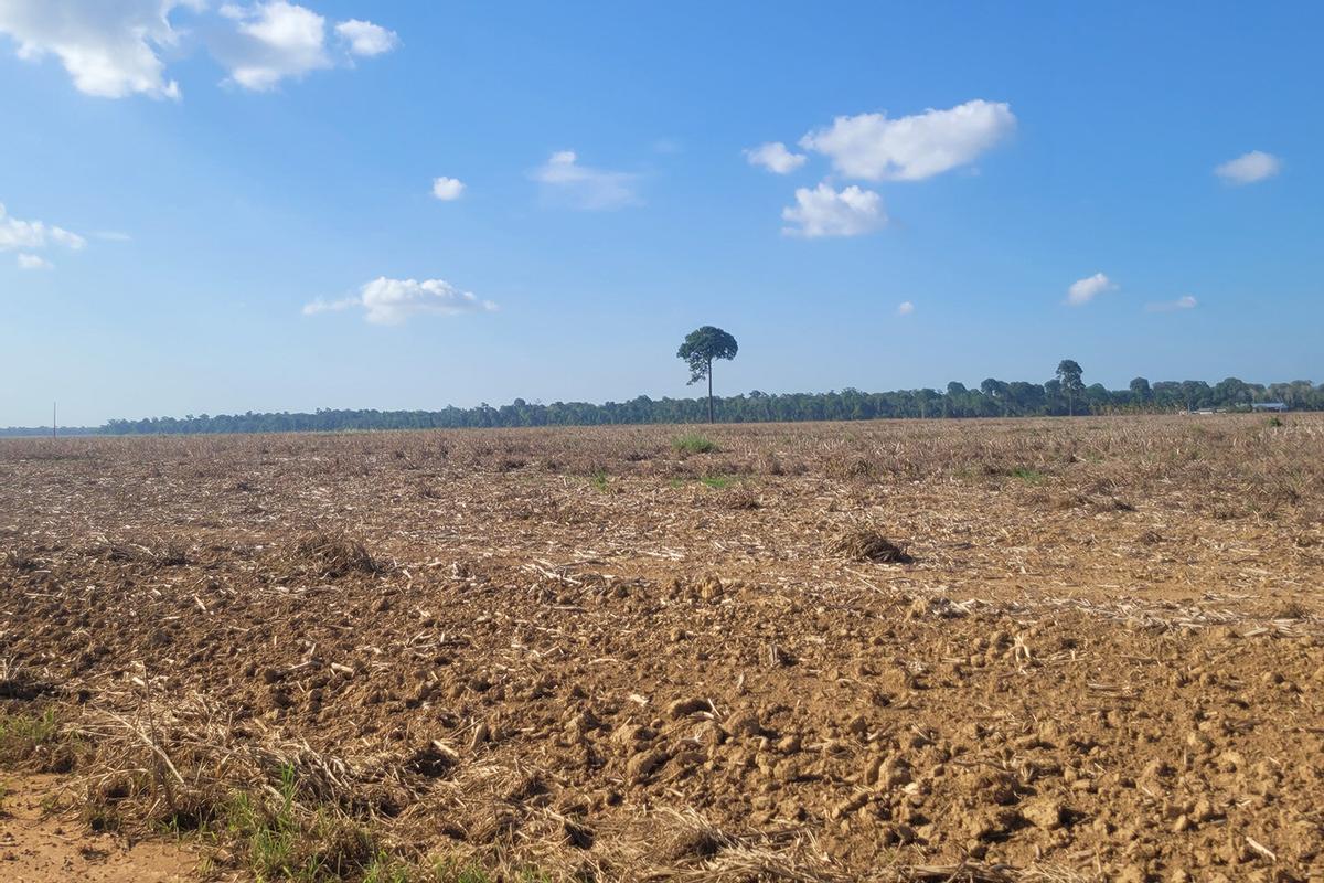 Tierras en la Amazonía brasileña deforestadas para la producción de soja.