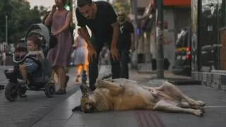 Crónica desde Estambul: pelea a muerte contra los perros callejeros