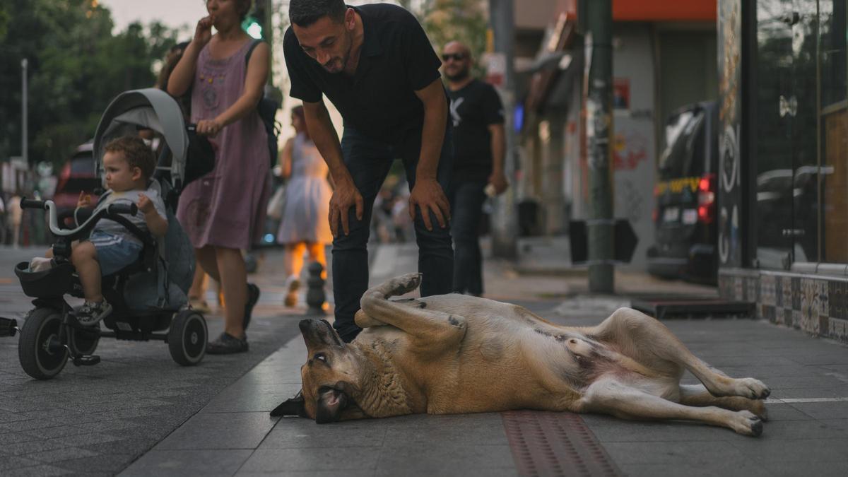 Un transeúnte juega con un perro en Estambul.