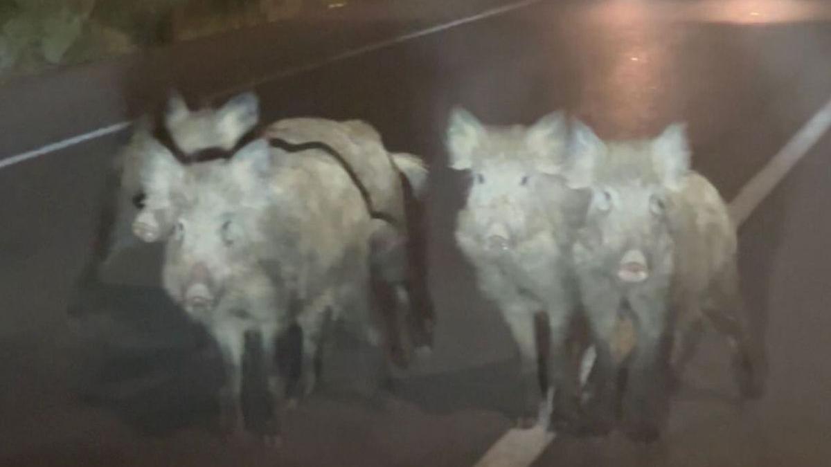 Una manada de jabalíes corta el tráfico en Castellón