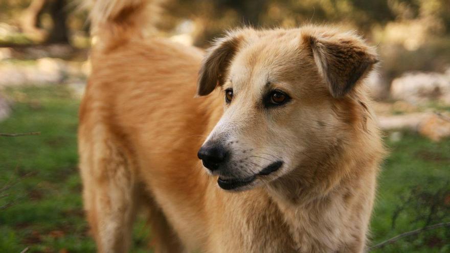 Alerta por rabia en Europa: Italia confirma su primer caso en un perro desde 2011 e investiga su paso por España