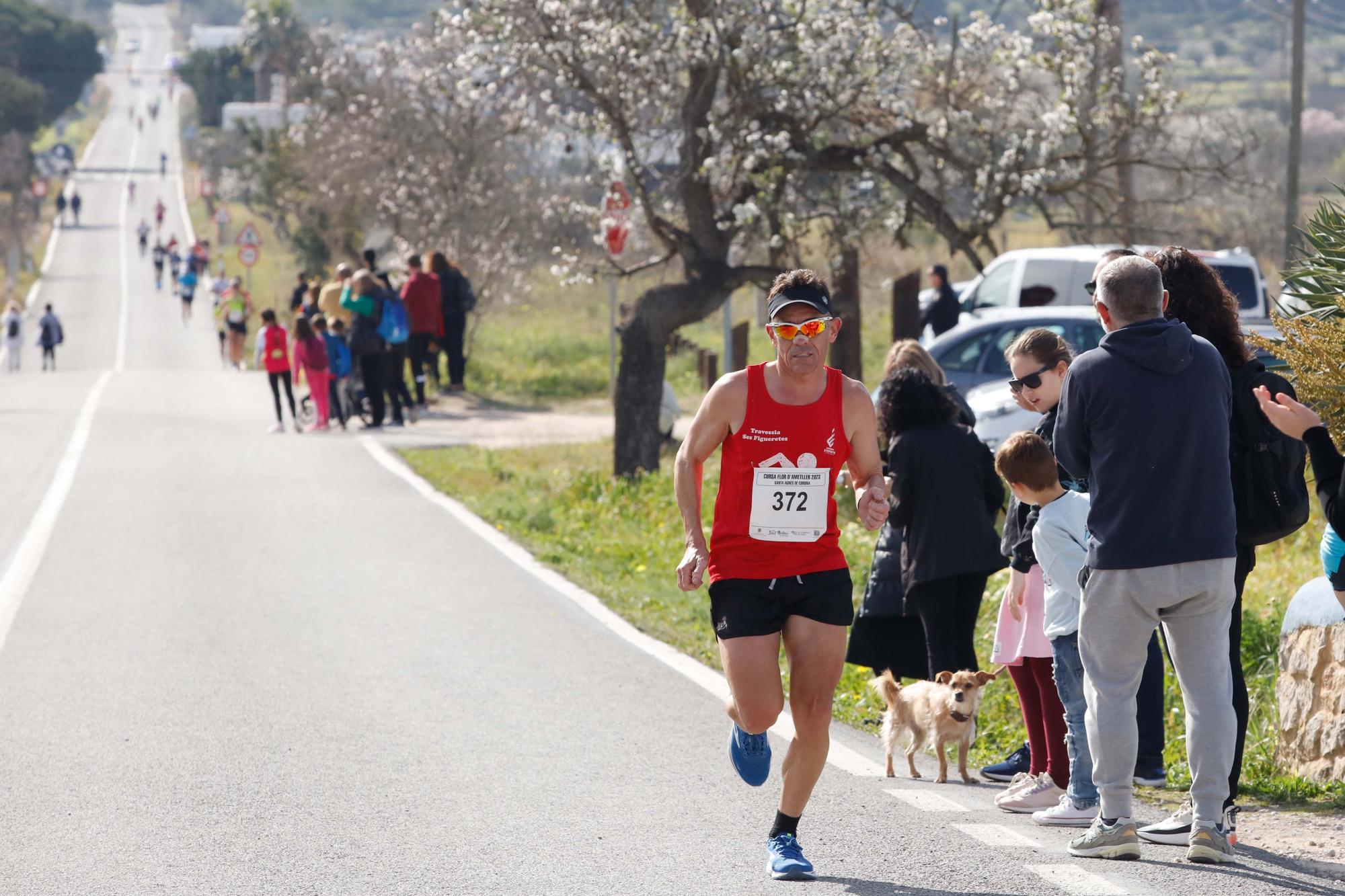 Galería de imágenes de los 250 atletas participantes en la Cursa de la Flor de l’Ametller en Ibiza