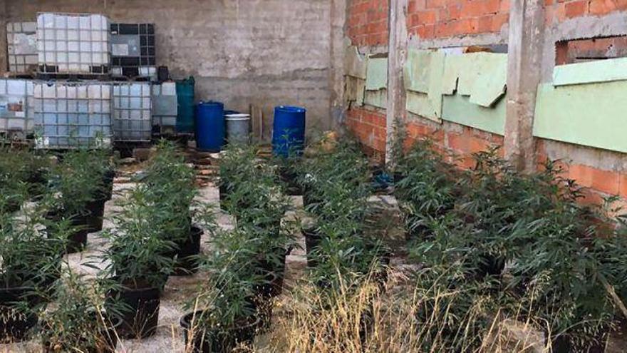 Dos colombianos detenidos en Vinaròs por cultivar 400 plantas de marihuana