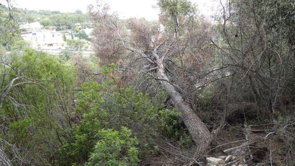 Un pino pone en peligro la seguridad de la autopista Palma-Andratx