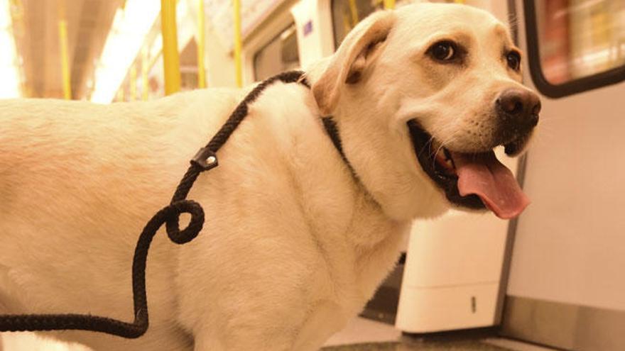 Los perros podrán viajar en el metro de Madrid