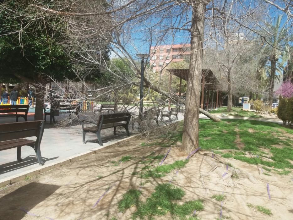 Caída de un árbol en el Parque de Benalúa en Alicante