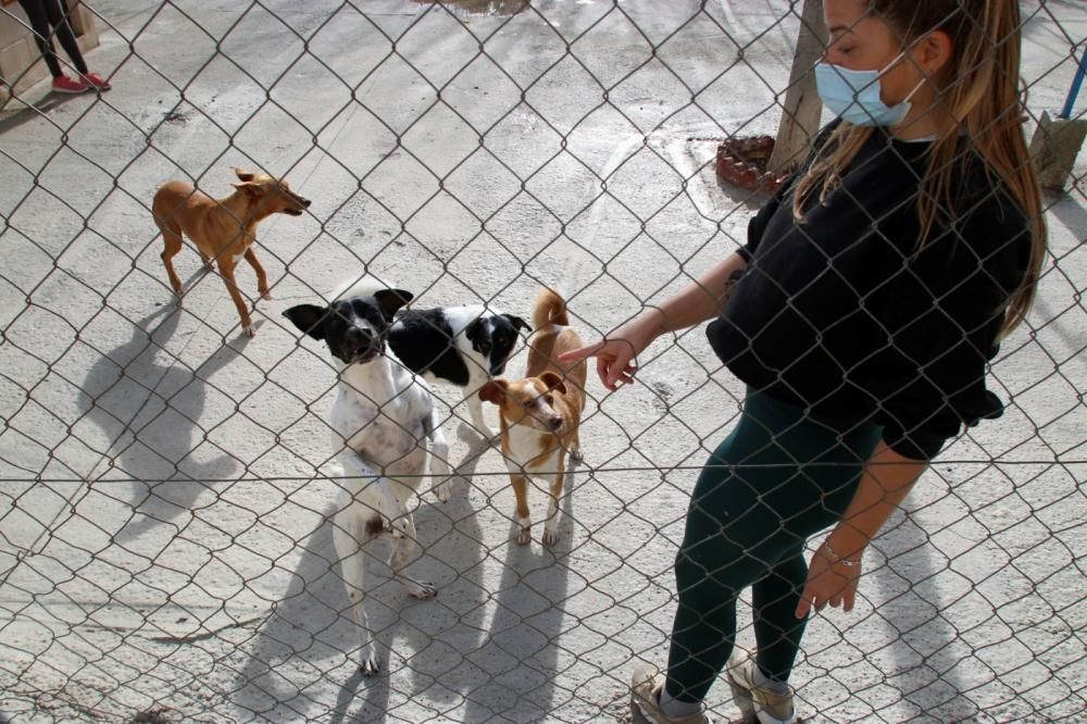 Los ingresos del refugio son destinados a la recuperación y subsistencia de perros y gatos.