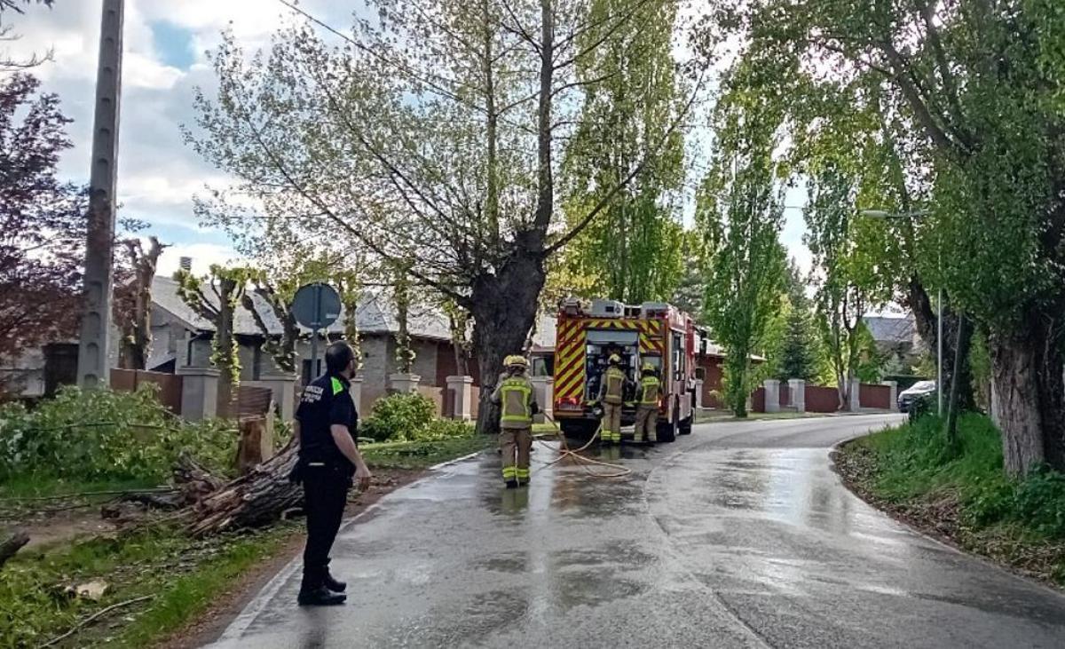 Retirada d'un arbre a l'avinguda Schierbeck de Puigcerdà