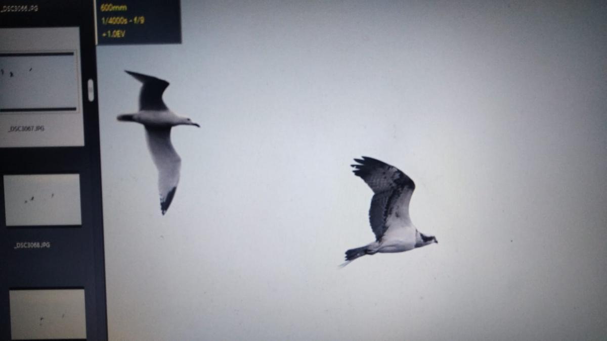 Águila pescadora, a la derecha de la imagen.