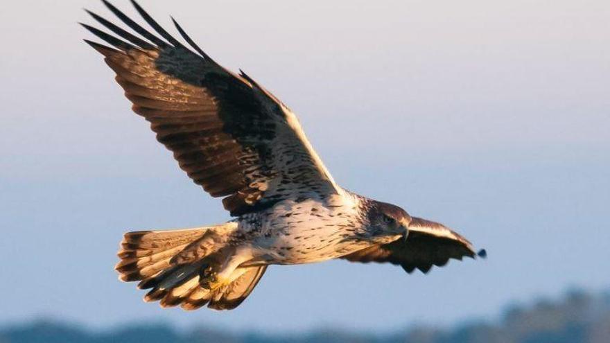 Muere un águila perdicera en un tendido eléctrico de Cofrentes