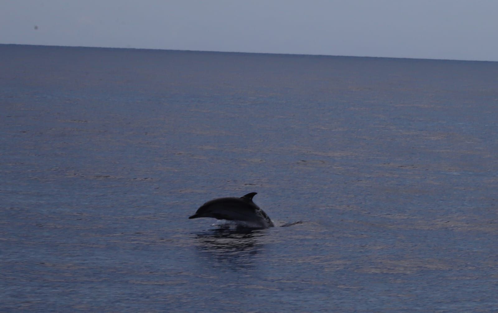 Avistamiento de cetáceos en la costa de Lanzarote