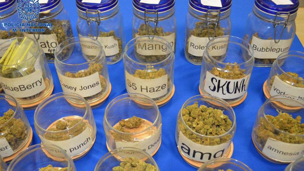 Diferentes tipos de marihuana encontrada en el local