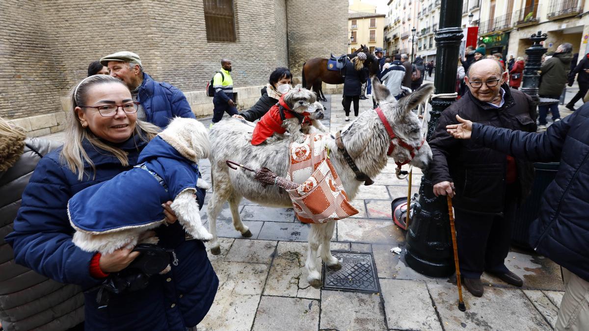 Los zaragozanos acuden a la parroquia de San Antón para la tradicional bendición de sus animales