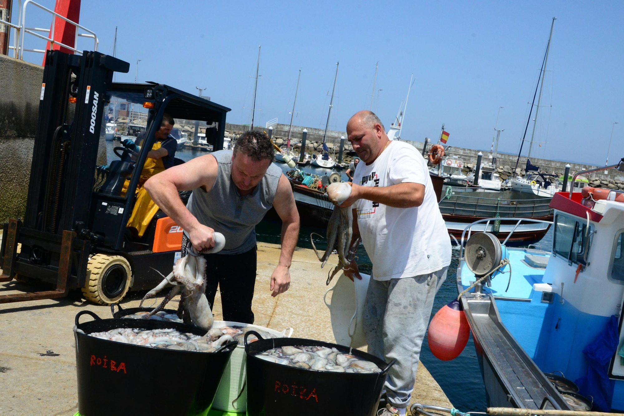 El inicio de la campaña del pulpo en el puerto de Bueu