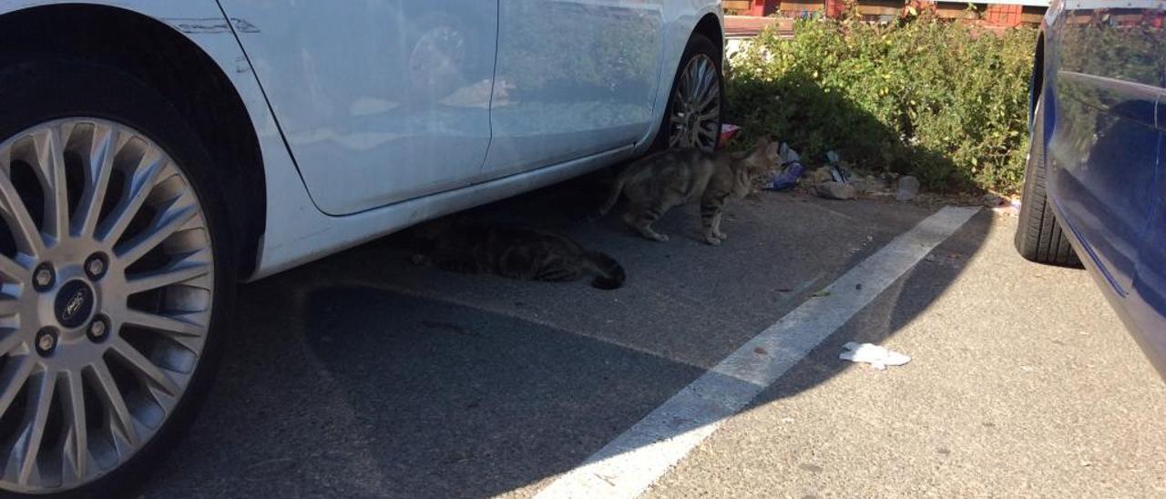 Colonia de gatos en un parquing de Gandia.