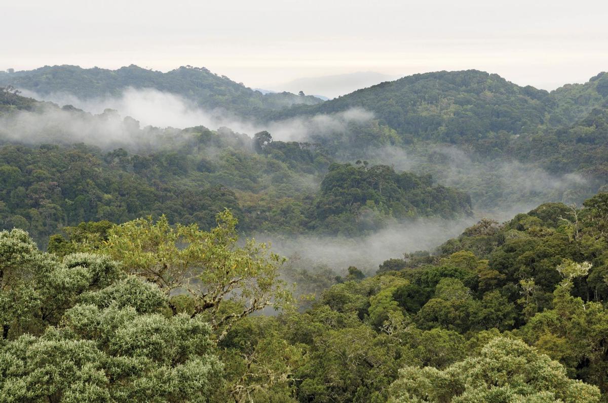 Tapantí-Macizo Cerro de la Muerte