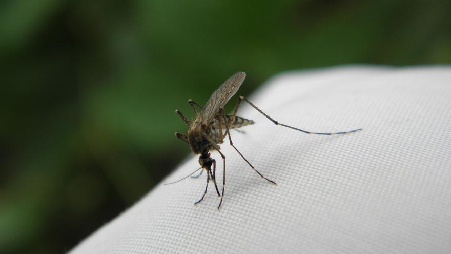 ¿Pican los mosquitos por encima de la ropa?