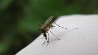 ¿Pican los mosquitos por encima de la ropa?