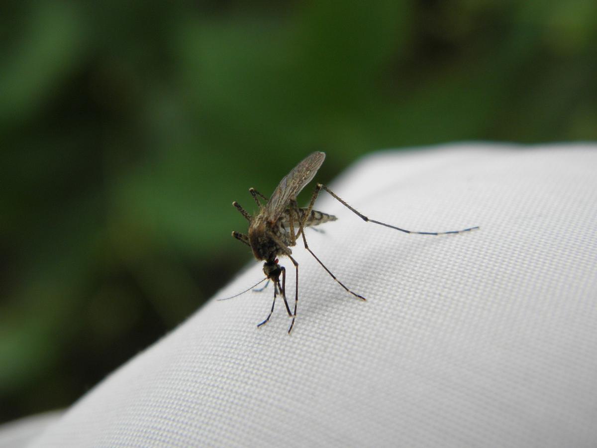 ¿Pican los mosquitos por encima de la ropa?