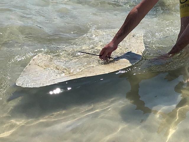 Manta raya arponeada en la playa Muchavista