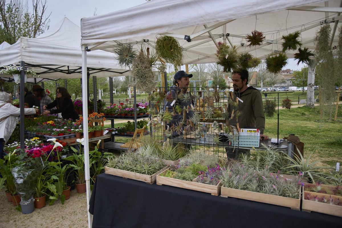 Una gentada s’ha acostat per visitar els 34 expositors presents, per participar en algun dels tallers programats o passejar per l’espai natural de la Fira de la Flor i el Planter. Una gentada s’ha acostat per visitar els 34 expositors presents, per participar en algun dels tallers programats o passejar per l’espai natural de la Fira de la Flor i el Planter.
