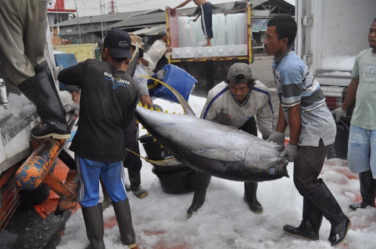 Atún aleta amarilla cargado en un camión para su transporte.