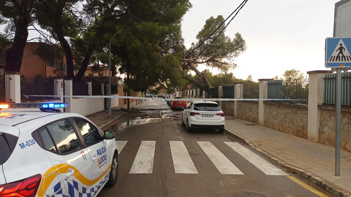 Árboles derribados y cableado destruido a causa de la DANA en la localidad de Calvià, en Mallorca