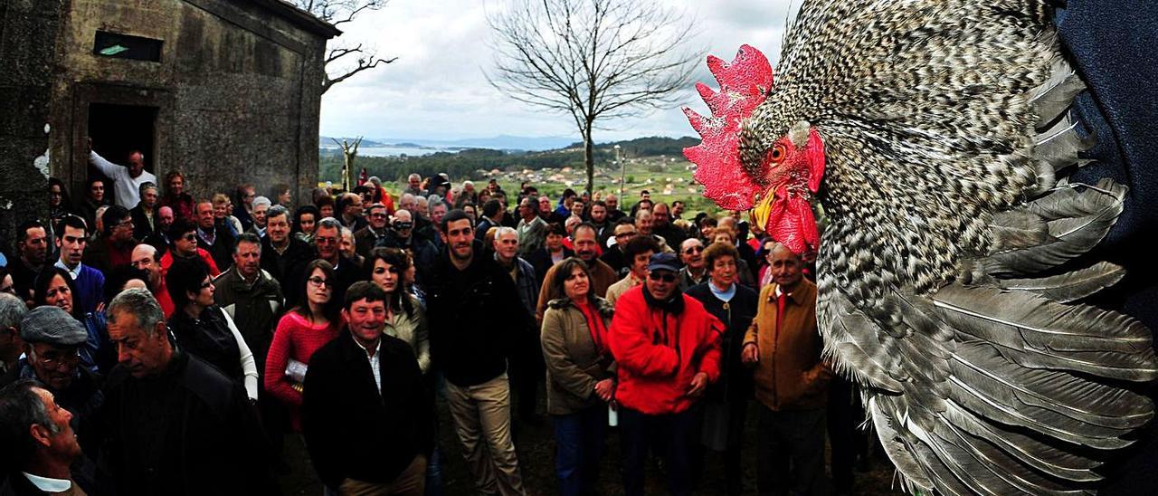 Imagen de archivo de una romería de Meaño en la que se subastan gallos ofrecidos al santo. |  // IÑAKI ABELLA