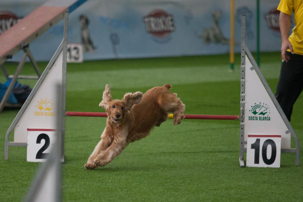 La Mascotada da brillo a Expocachorro