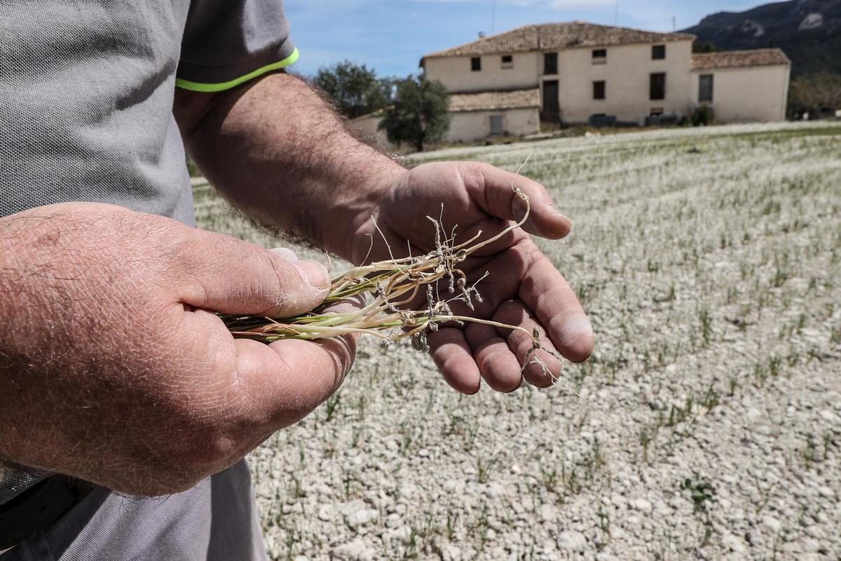 Cereales afectados por la sequía en una finca de la provincia