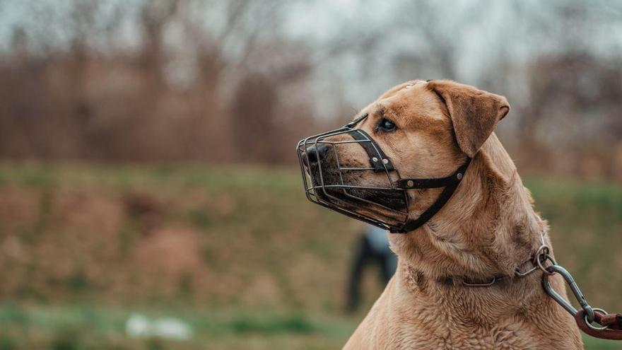 La Ley de Bienestar Animal lo confirma: cuándo es obligatori