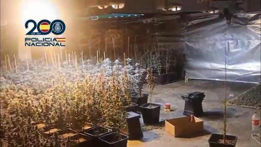  plantación de marihuana en una vivienda de Quart con cerca de 500 plantas