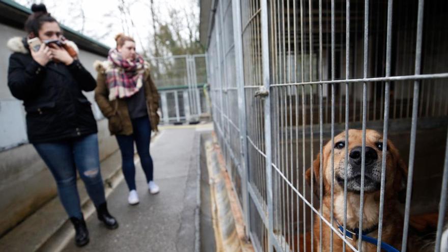 El Albergue de Animales de Oviedo recogió más de medio millar de mascotas en 2017