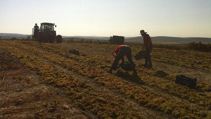 Vinos para reducir la huella de carbono