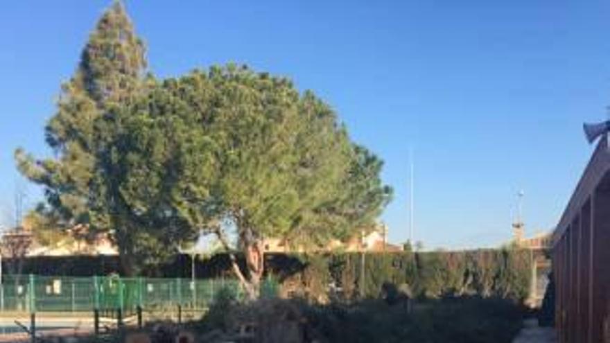 Los troncos de los pinos arrancados junto a la piscina.