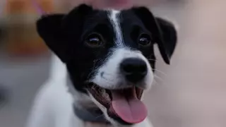 Pasarela de mascotas: El Corte Inglés crea un desfile para promover las adopciones